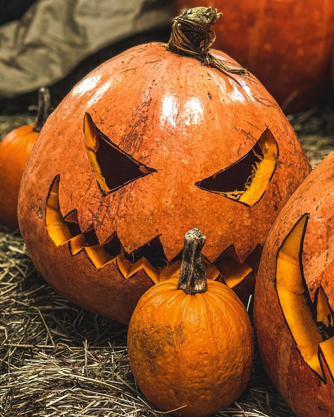 Calabazas Bogotá 4