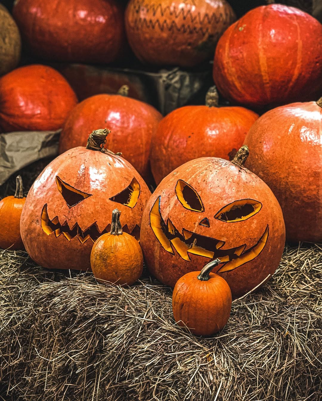 Calabazas Bogotá 5